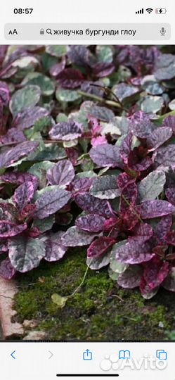 Пион Кора стаббс и другие растения для сада