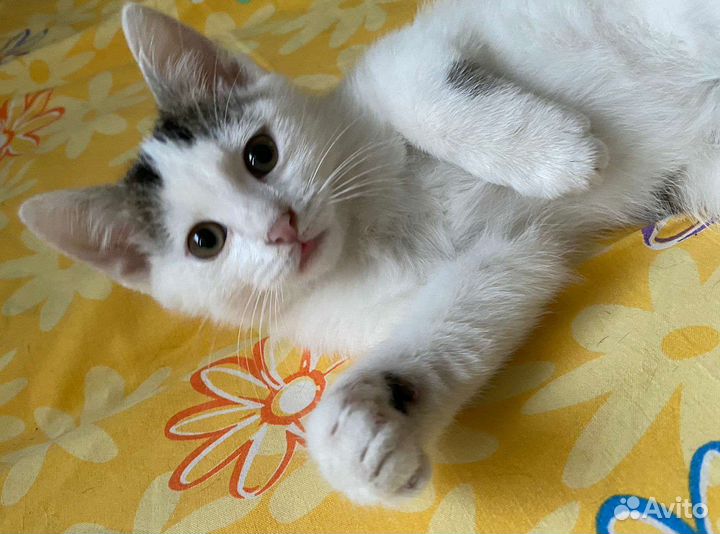 Малыши в семью