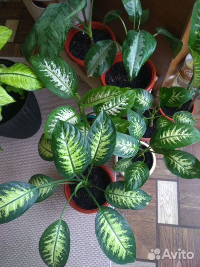 Диффенбахия Тропик Айс