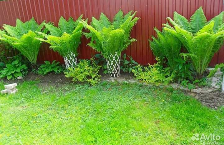 Папоротник садовый