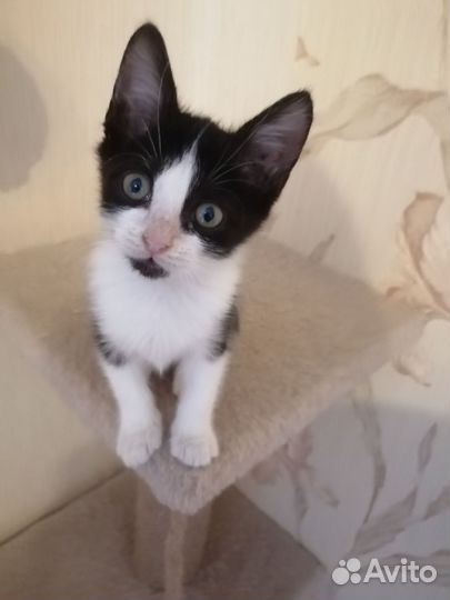 Котенок мальчик)