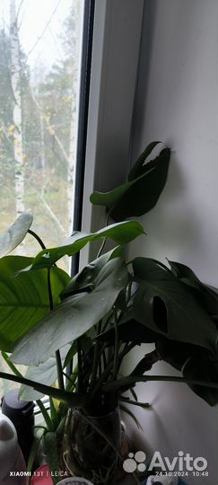 Мастера,крупные отростки