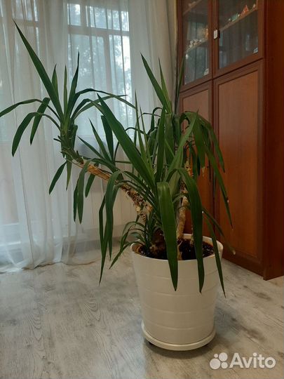 Юкка в горшке IKEA + подставка на колёсиках IKEA