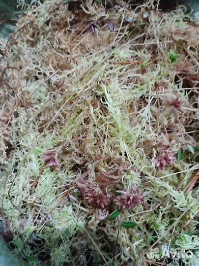 Мох сфагнум живой