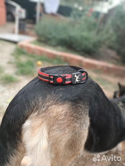 Ошейник для собак