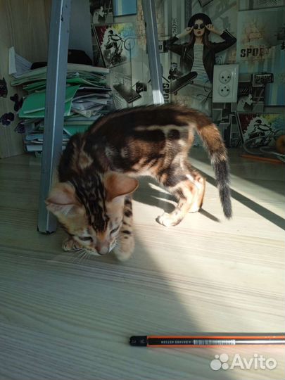 Бенгальские котята