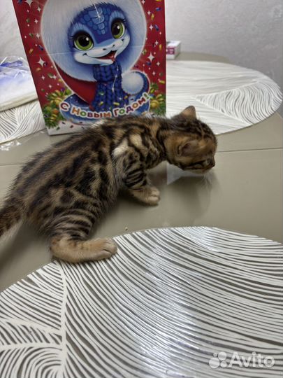 Бенгальские котята розетка на золоте