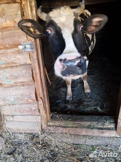 Корова на мясо