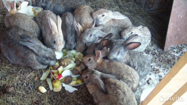 Продам кроликов