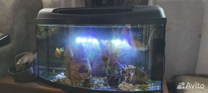 Аквариум