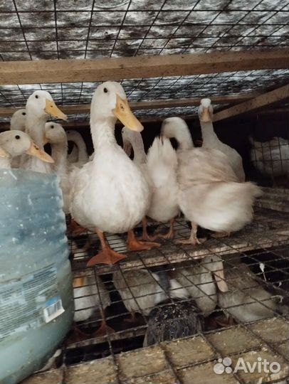 Петухи, Куры, Утки, Гуси, Индоутки, Голуби