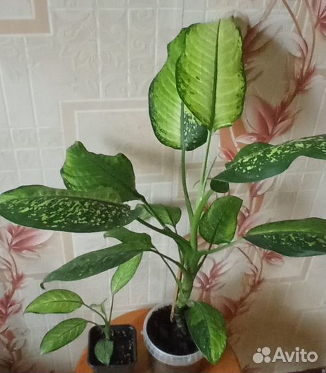 Диффенбахия в ассортименте