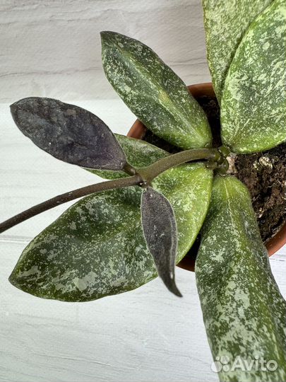 Хойя Rundumensis silver