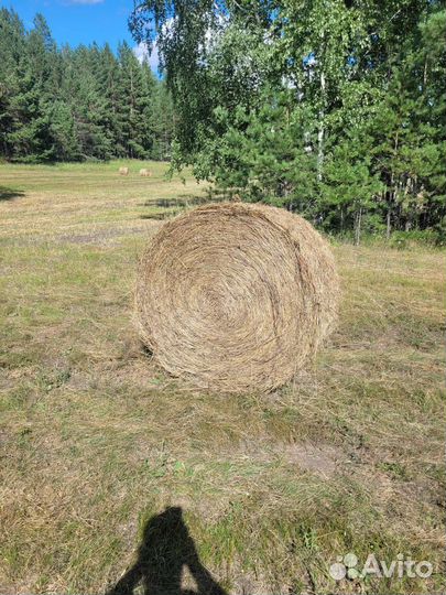 Сено в тюках