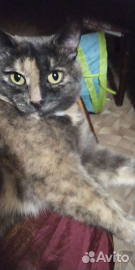 Кошка