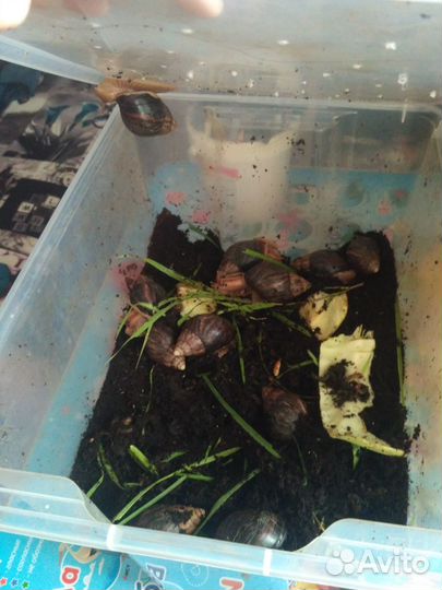 Улитки ахатины