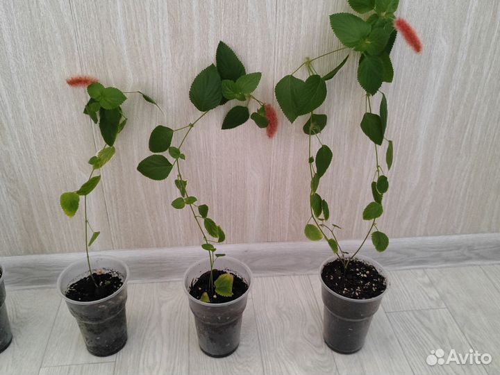 Акалифа (лисий хвост)