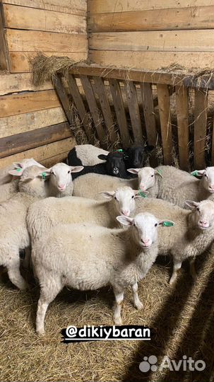 Баран мериноландшаф