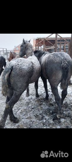 Лошади двухлетки с откорма обменяю на крс