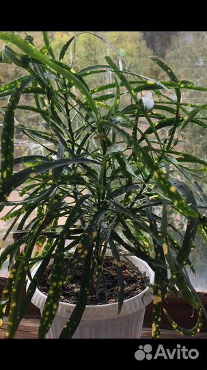 Кротон «брызги шампанского»