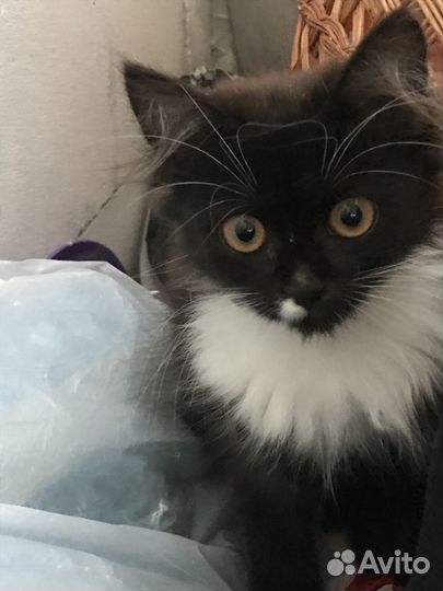 Котята в добрые руки мальчики