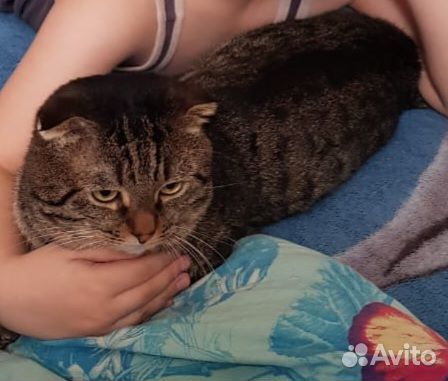 Кошка в дар бесплатно