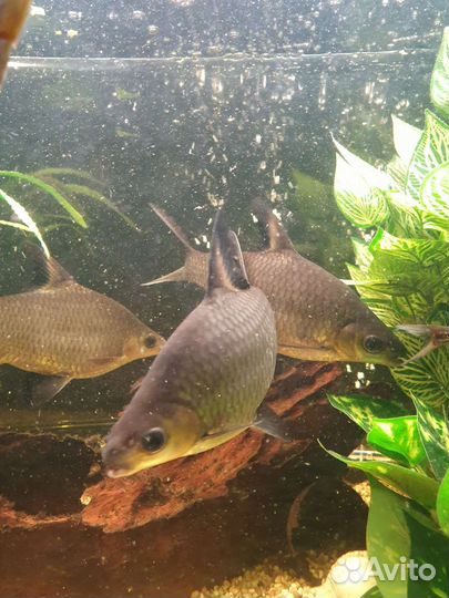 Акулий балу