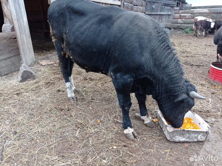 Продам быков