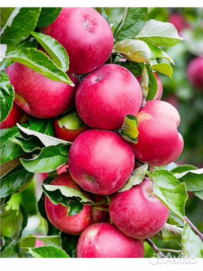 Саженцы яблоня