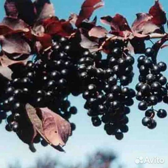 Саженцы черемухи Неубиенная