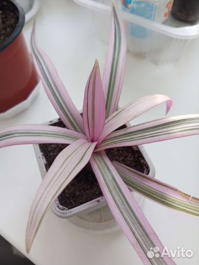 Традесканция, хоя, аглаогема, шефлера