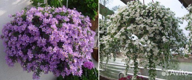 Рассада Бакопа