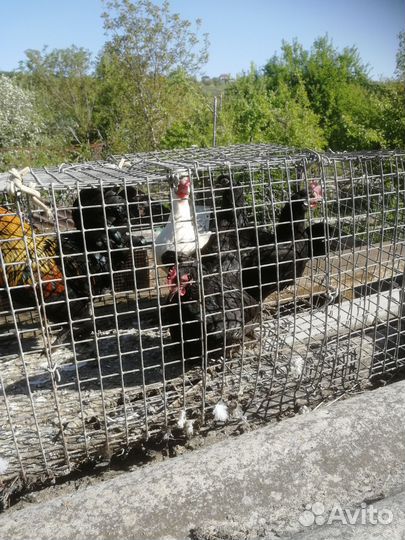 Куры корольки