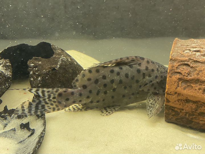 Сом синодонтис