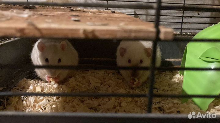 Крысы бесплатно с клеткой