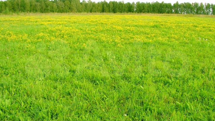 Участок 16 сот. (ИЖС)