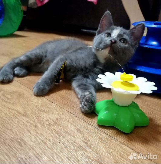 В добрые руки