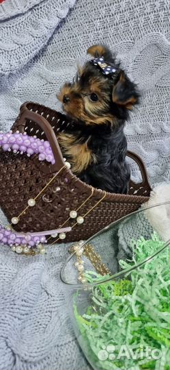Йоркширский терьер мини девочка