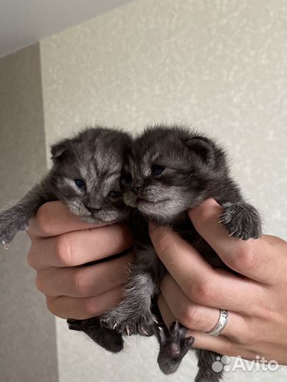 Шотландские котята