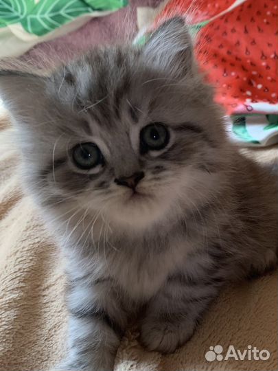 Очаровашки