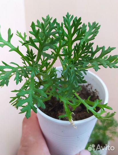 Хризантемы Дунетти