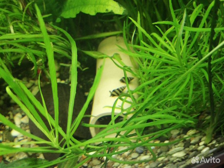 Хищные улитки Хелены