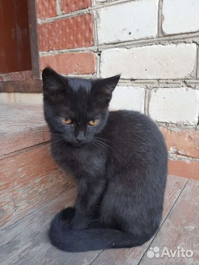 Кошка в дар бесплатно