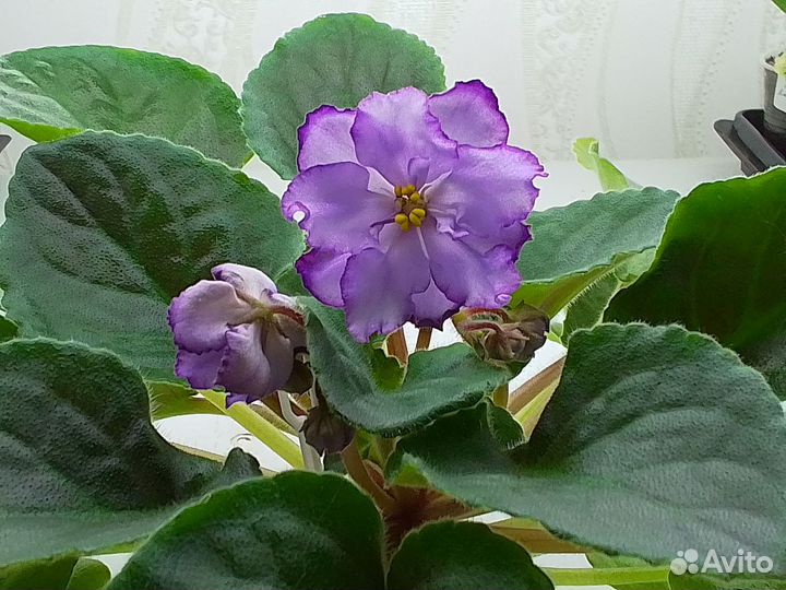 Цветущие фиалки