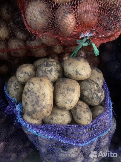 Картофель всех сортов