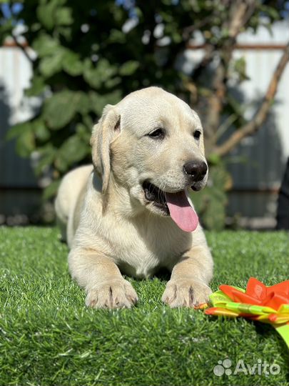 Щенки лабрадора