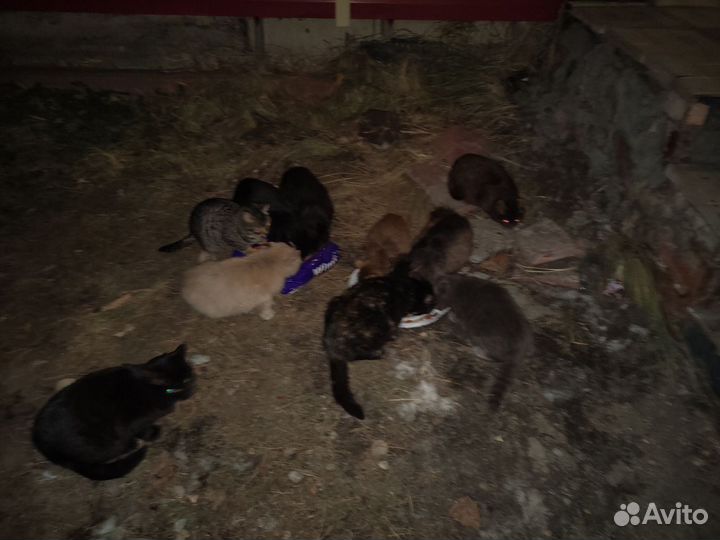 Коты и кошки