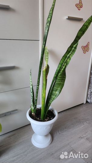 Сансевиерия