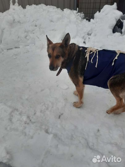 Собака в добрые руки