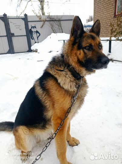 Немецкая овчарка